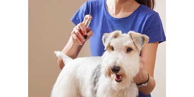 Le nettoyage de l’oreille du chien