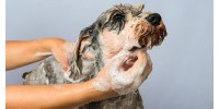 Comment laver son chien